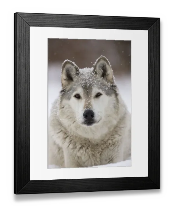 Framed Print : Grey Wolf (Canis lupus) head portrait of male, in snow, Captive Framed Print : Grey Wolf (Canis lupus) head portrait of male, in snow, Captive
