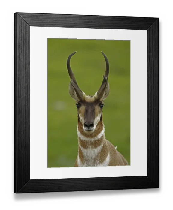 Framed Print : Pronghorn Antelope (Antilocapra americana) head portrait, South Dakota, USA Framed Print : Pronghorn Antelope (Antilocapra americana) head portrait, South Dakota, USA