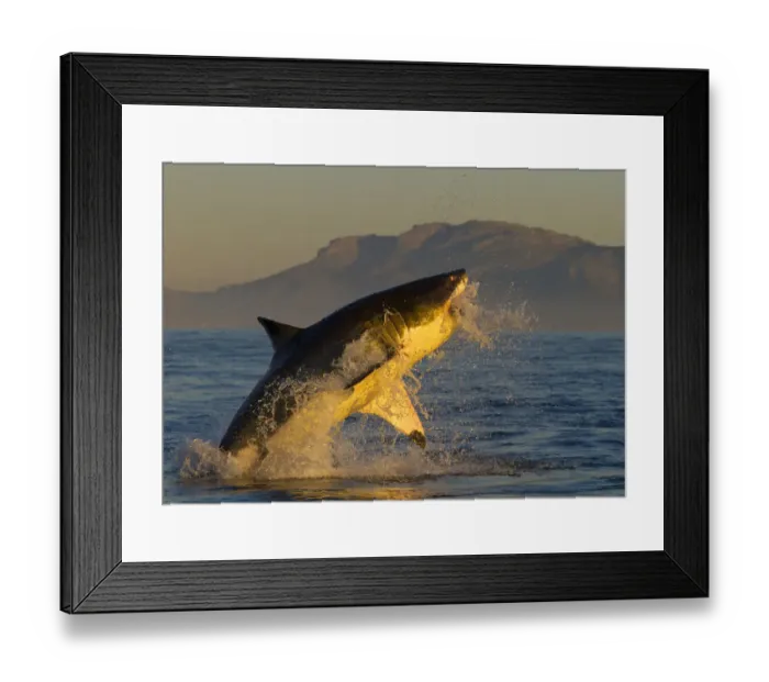 Framed Print : Great white shark (Carcharodon carcharias) leaping out of the water. False Bay, South Africa Framed Print : Great white shark (Carcharodon carcharias) leaping out of the water. False Bay, South Africa