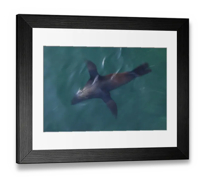 Framed Print : South African fur seal (Arctocephalus pusillus pusillus) swimming near surface, Seal Island Framed Print : South African fur seal (Arctocephalus pusillus pusillus) swimming near surface, Seal Island