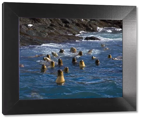 Group of South American fur seals (Arctocephalus australis) swimming near the rocky shore