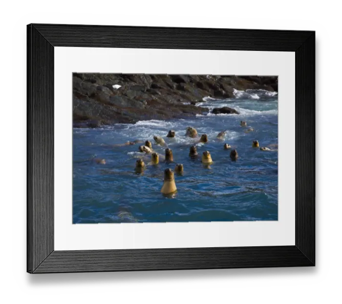 Framed Print : Group of South American fur seals (Arctocephalus australis) swimming near the rocky shore Framed Print : Group of South American fur seals (Arctocephalus australis) swimming near the rocky shore