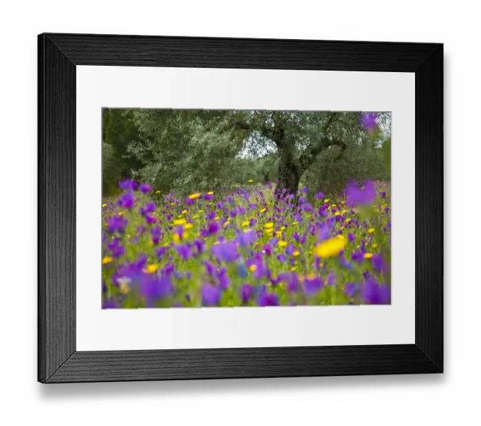 Framed Print : Vipers bugloss (Echium vulgare) flowering in an olive grove. Sierra de Andujar Natural Park Framed Print : Vipers bugloss (Echium vulgare) flowering in an olive grove. Sierra de Andujar Natural Park