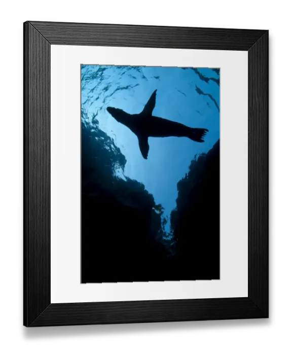 Framed Print : A silhouette of a California sealion pup (Zalophus californianus) next to cliffs