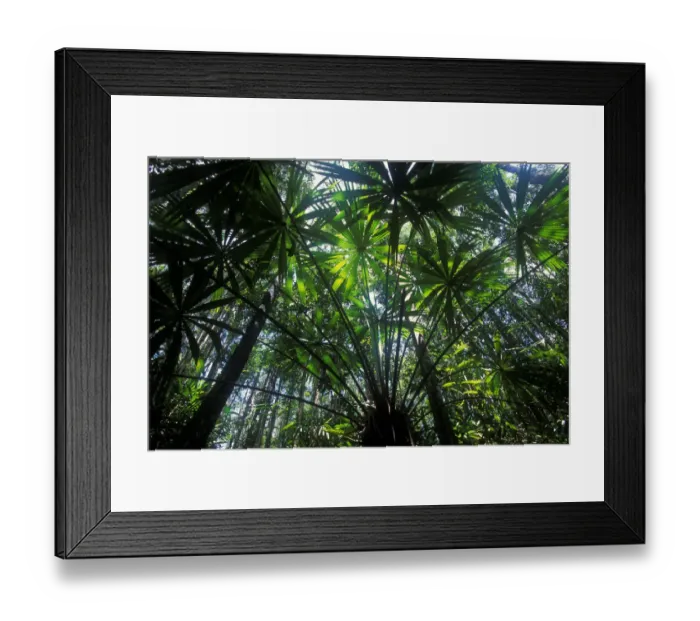 Framed Print : View up through Palm trees in swamp forest, Borneo, Sarawak, Malaysia Framed Print : View up through Palm trees in swamp forest, Borneo, Sarawak, Malaysia