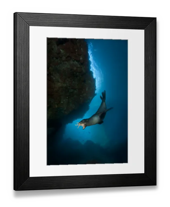 Framed Print : A young California sealion (Zalophus californianus) playing with a starfish, inside Framed Print : A young California sealion (Zalophus californianus) playing with a starfish, inside