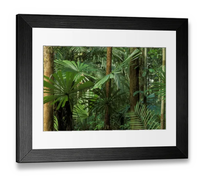 Framed Print : Palm trees (Licuala valida) in swamp forest, Lambir NP, Borneo, Sarawak, Malaysia Framed Print : Palm trees (Licuala valida) in swamp forest, Lambir NP, Borneo, Sarawak, Malaysia