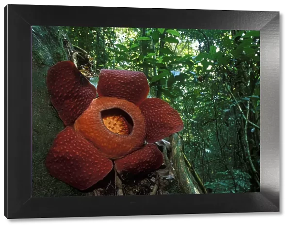 Rafflesia flower (Rafflesia keithii) in Gunung Gading NP, Borneo, Sarawak, Malaysia