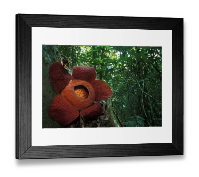 Framed Print : Rafflesia flower (Rafflesia keithii) in Gunung Gading NP, Borneo, Sarawak, Malaysia Framed Print : Rafflesia flower (Rafflesia keithii) in Gunung Gading NP, Borneo, Sarawak, Malaysia