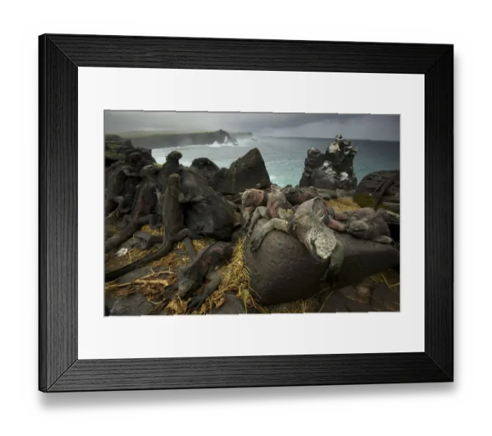 Framed Print : Marine Iguanas (Amblyrhynchus cristatus) on the south coast of Espanola Island, Galapagos Framed Print : Marine Iguanas (Amblyrhynchus cristatus) on the south coast of Espanola Island, Galapagos