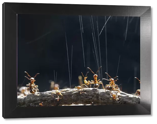 Wood Ant (Formica rufa) workers on top of their nest synchronise ejection of formic