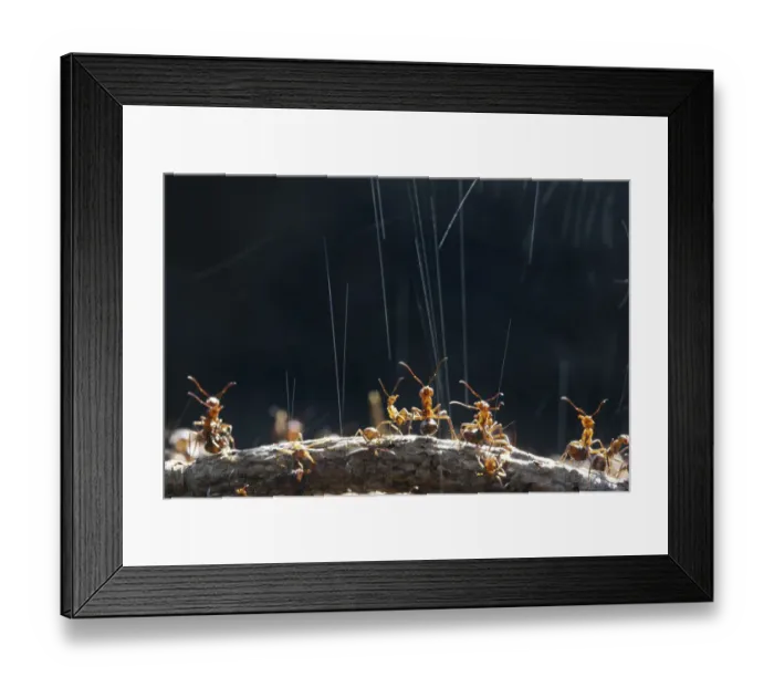 Framed Print : Wood Ant (Formica rufa) workers on top of their nest synchronise ejection of formic Framed Print : Wood Ant (Formica rufa) workers on top of their nest synchronise ejection of formic