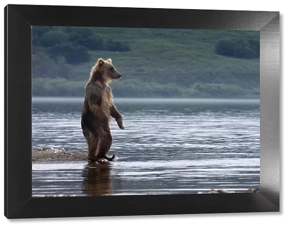 Brown bear (Ursus arctos) standing beside lake looking for salmon, Kamchatka, Far east Russia