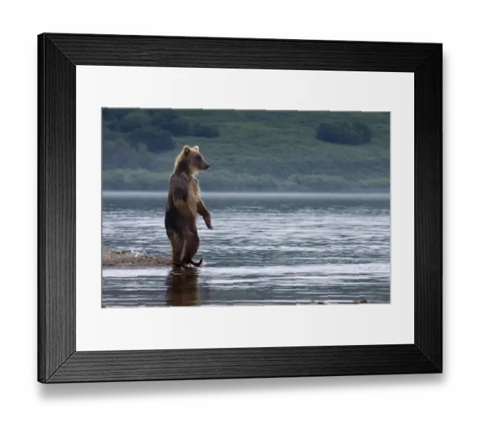 Framed Print : Brown bear (Ursus arctos) standing beside lake looking for salmon, Kamchatka, Far east Russia Framed Print : Brown bear (Ursus arctos) standing beside lake looking for salmon, Kamchatka, Far east Russia
