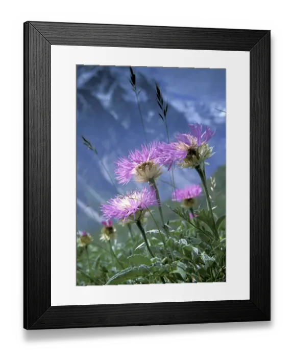 Framed Print : Alpine meadows with Caucasian scabious (Scabiosa caucasica) in Bezengi gorge, July, 3000m Framed Print : Alpine meadows with Caucasian scabious (Scabiosa caucasica) in Bezengi gorge, July, 3000m