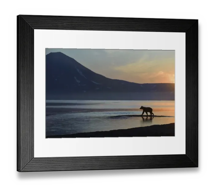 Framed Print : Silhouette of Brown bear (Ursus arctos) beside Lake Kuril at dawn, Kamchatka, Far east Russia