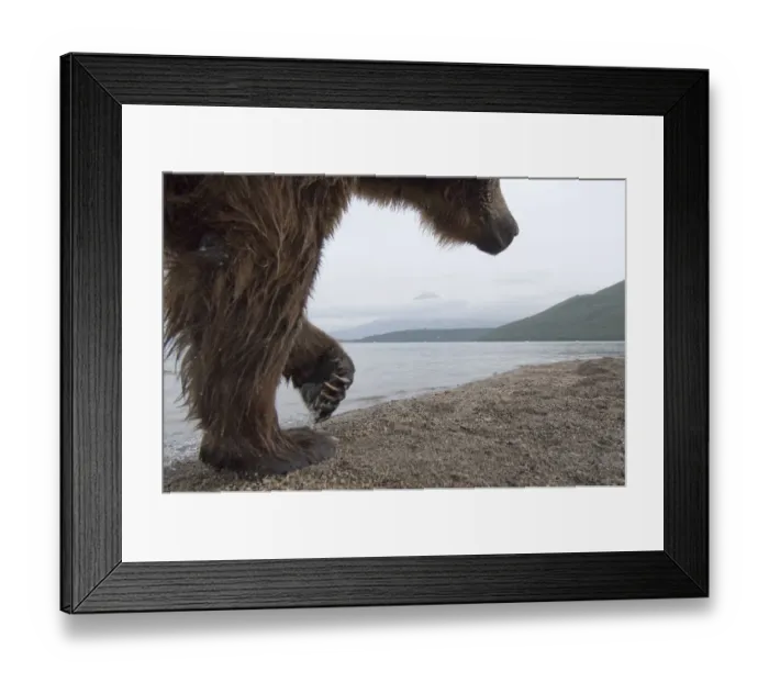 Framed Print : Brown bear (Ursus arctos) walking beside lake, Kamchatka, Far east Russia, August Framed Print : Brown bear (Ursus arctos) walking beside lake, Kamchatka, Far east Russia, August
