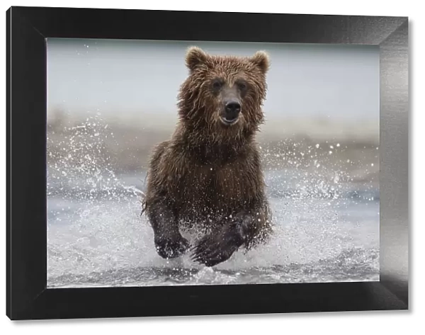Brown bear (Ursus arctos) running through water, fishing, Kamchatka, Far east Russia