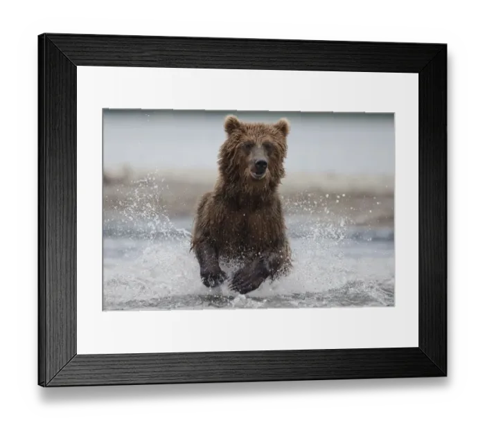 Framed Print : Brown bear (Ursus arctos) running through water, fishing, Kamchatka, Far east Russia Framed Print : Brown bear (Ursus arctos) running through water, fishing, Kamchatka, Far east Russia