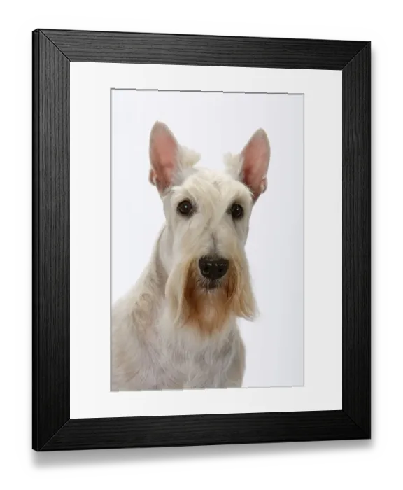 Framed Print : Domestic dog, Scottish Terrier / Aberdeen Terrier, studio portrait Framed Print : Domestic dog, Scottish Terrier / Aberdeen Terrier, studio portrait