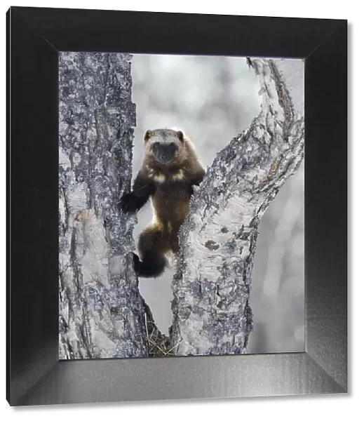 Wolverine (Gulo gulo) climbing birch tree, Kamchatka, Far East Russia, April