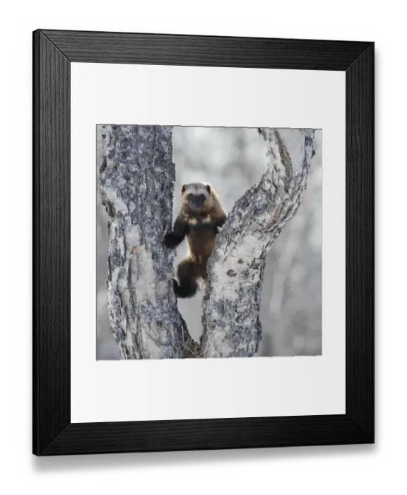Framed Print : Wolverine (Gulo gulo) climbing birch tree, Kamchatka, Far East Russia, April