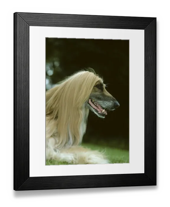 Framed Print : Domestic dog, Afghan Hound / Tazy / Baluchi Hound, head portrait Framed Print : Domestic dog, Afghan Hound / Tazy / Baluchi Hound, head portrait