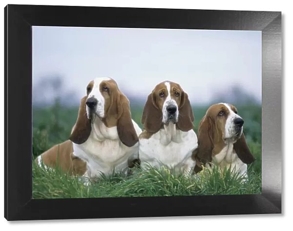 Domestic dog, three Basset Hounds outdoors