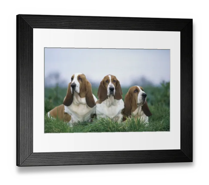 Framed Print : Domestic dog, three Basset Hounds outdoors Framed Print : Domestic dog, three Basset Hounds outdoors