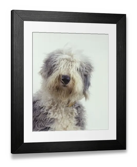 Framed Print : Domestic dog, Old English Sheepdog / Bobtail, studio portrait Framed Print : Domestic dog, Old English Sheepdog / Bobtail, studio portrait