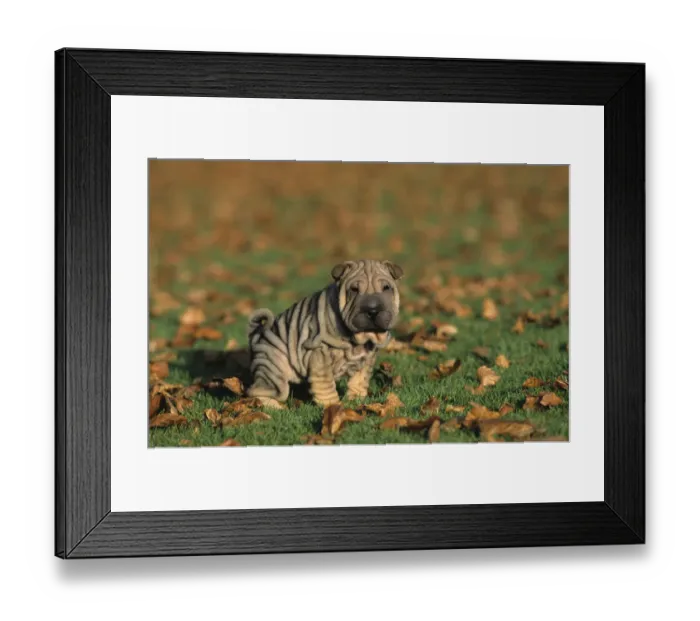 Framed Print : Domestic dog, Shar Pei / Chinese Fighting Dog, puppy urinating Framed Print : Domestic dog, Shar Pei / Chinese Fighting Dog, puppy urinating