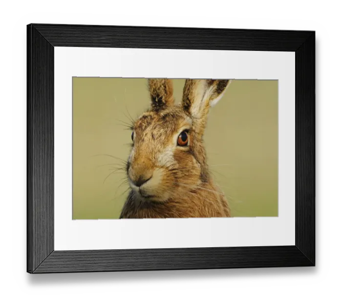 Framed Print : Brown Hare (Lepus europaeus) portrait gazing alertly. Perthshire, Scotland, June Framed Print : Brown Hare (Lepus europaeus) portrait gazing alertly. Perthshire, Scotland, June