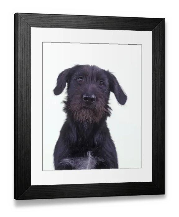 Framed Print : Domestic dog, Mongrel, studio portrait Framed Print : Domestic dog, Mongrel, studio portrait