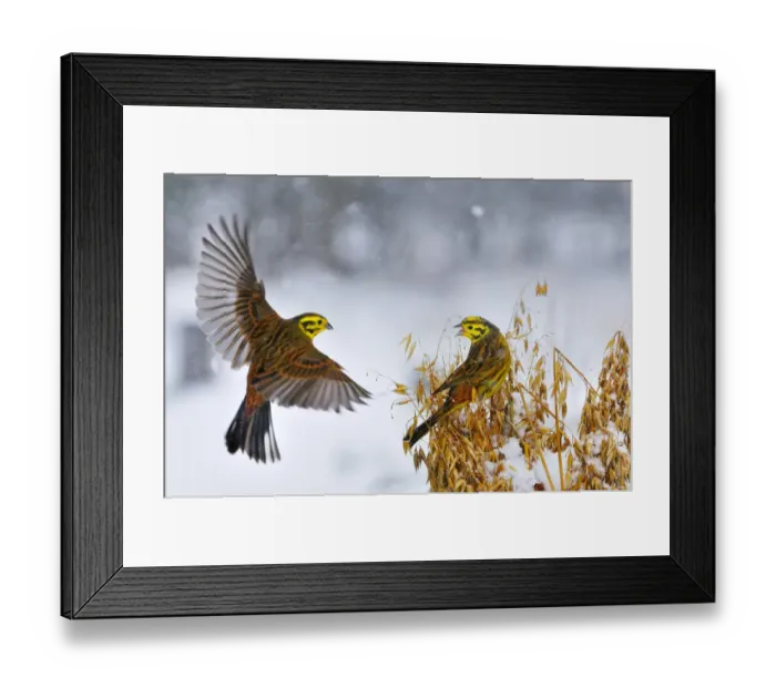 Framed Print : Yellowhammers (Emberiza citrinella) coming in to land of a sheaf of oats in winter Framed Print : Yellowhammers (Emberiza citrinella) coming in to land of a sheaf of oats in winter