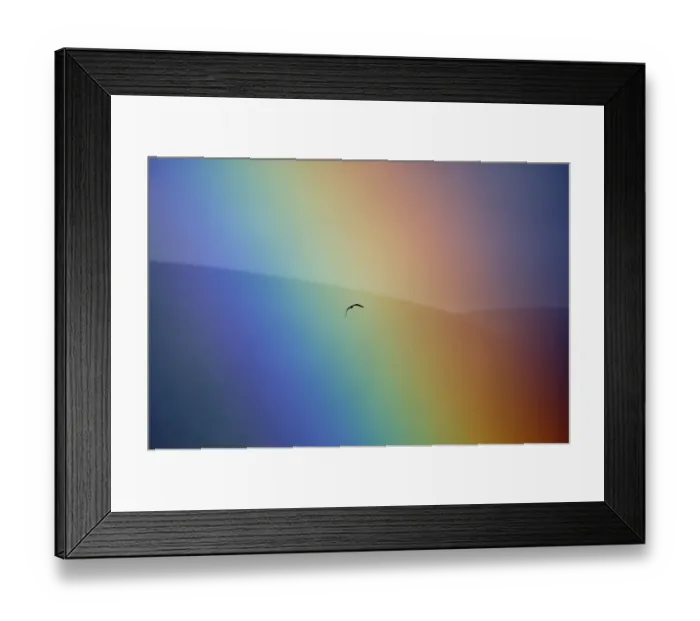 Framed Print : Osprey (Pandion haliaetus) flying through a rainbow. Aviemore, Scotland, July Framed Print : Osprey (Pandion haliaetus) flying through a rainbow. Aviemore, Scotland, July