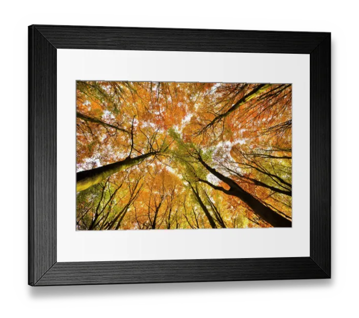 Framed Print : Looking up at Beech wood canopy (Fagus sylvatica) in autumn, Peak District National Park, Derbyshire, UK, November Framed Print : Looking up at Beech wood canopy (Fagus sylvatica) in autumn, Peak District National Park, Derbyshire, UK, November