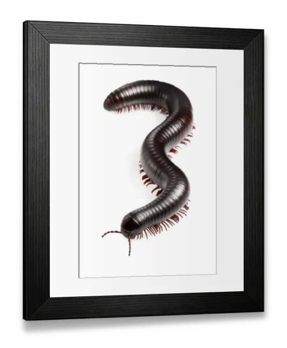 Framed Print : Tanzanian Giant Millipede {Archispirostreptus gigas} Captive, originating from Africa Framed Print : Tanzanian Giant Millipede {Archispirostreptus gigas} Captive, originating from Africa