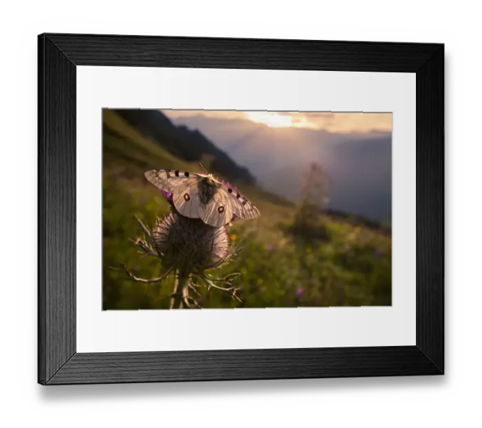 Framed Print : Apollo butterfly (Parnassius apollo) on thistle head in alpine meadow. Nordtirol, Austrian Alps Framed Print : Apollo butterfly (Parnassius apollo) on thistle head in alpine meadow. Nordtirol, Austrian Alps