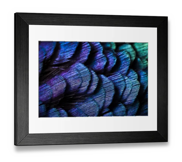 Framed Print : Close up of feathers of cock Pheasant (Phasianus colchicus) Framed Print : Close up of feathers of cock Pheasant (Phasianus colchicus)