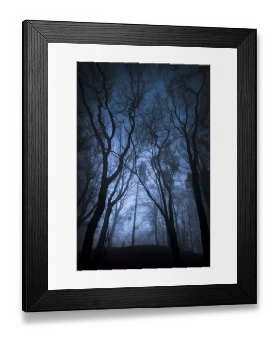 Framed Print : Beech woodland in dense fog. Derbyshire, UK, November Framed Print : Beech woodland in dense fog. Derbyshire, UK, November