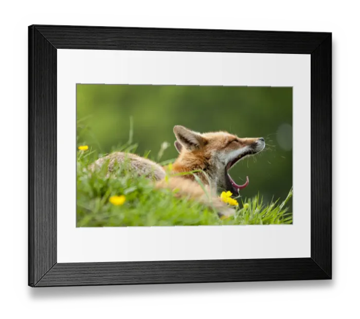 Framed Print : Red fox (Vulpes vulpes) vixen yawning in the morning light (captive). Lifton, Devon Framed Print : Red fox (Vulpes vulpes) vixen yawning in the morning light (captive). Lifton, Devon