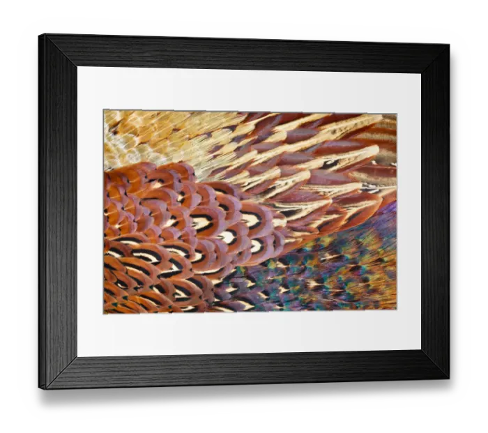 Framed Print : Close up of feathers of cock Pheasant (Phasianus colchicus) Framed Print : Close up of feathers of cock Pheasant (Phasianus colchicus)