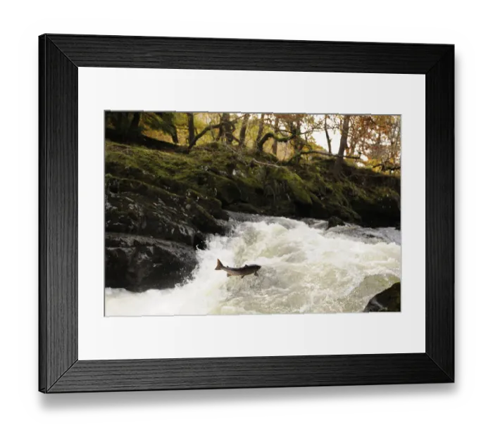 Framed Print : Atlantic salmon (Salmo salar) moving upriver to spawn. Lligwy River nr Betws y Coed Framed Print : Atlantic salmon (Salmo salar) moving upriver to spawn. Lligwy River nr Betws y Coed