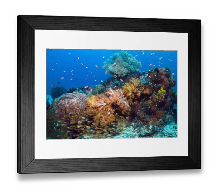 Framed Print : Reef with Pygmy Sweepers (Parapriacanthus ransonetti), Barrel Sponge (Xestospongia testudinaria) Framed Print : Reef with Pygmy Sweepers (Parapriacanthus ransonetti), Barrel Sponge (Xestospongia testudinaria)