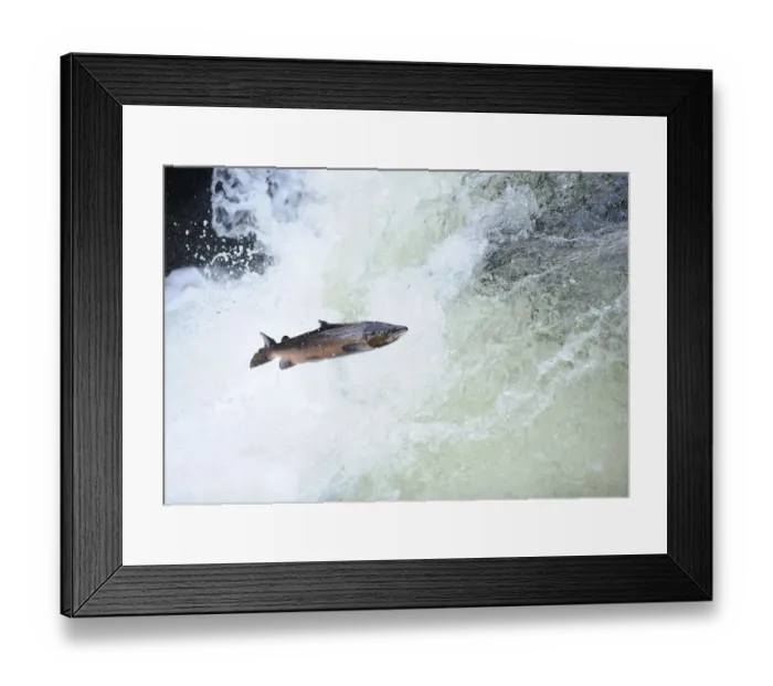 Framed Print : Atlantic salmon (Salmo salar) moving upriver to spawn. Lligwy River nr Betws y Coed Framed Print : Atlantic salmon (Salmo salar) moving upriver to spawn. Lligwy River nr Betws y Coed