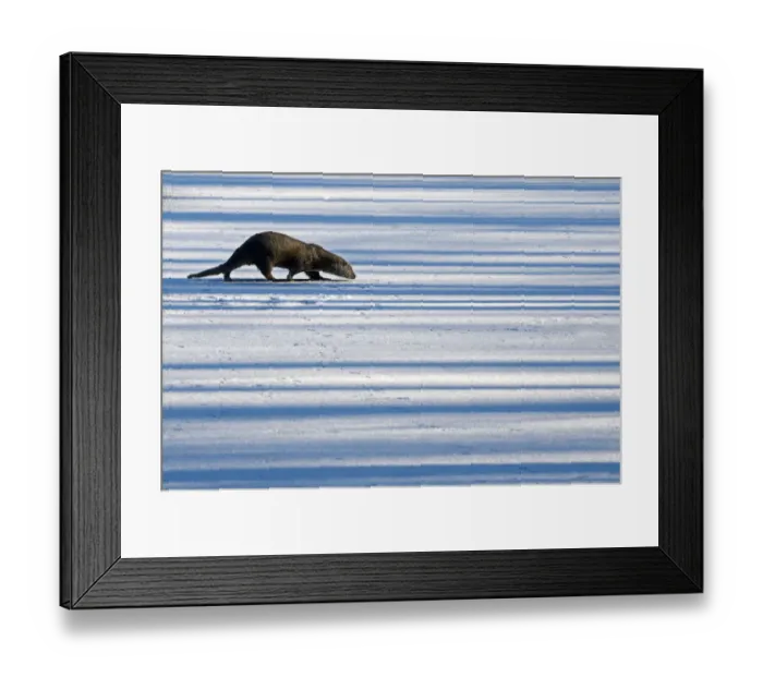 Framed Print : European Otter (Lutra lutra) walking across snow while sniffing the ground. The Netherlands Framed Print : European Otter (Lutra lutra) walking across snow while sniffing the ground. The Netherlands