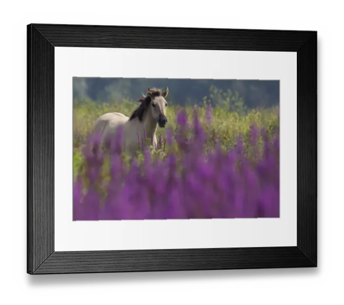 Framed Print : Konik Wild Horse (Equus ferus caballus) in grasslands with Purple loosestrife flowers