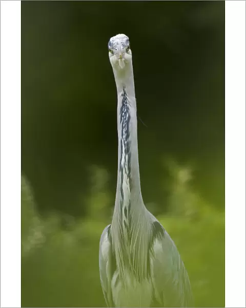 Portrait of Grey Heron (Ardea cinerea) looking directly at lens. The Netherlands, June
