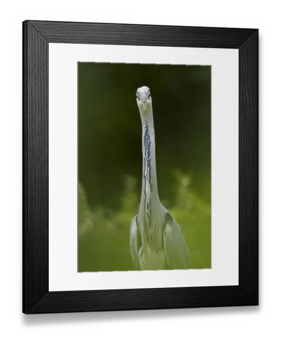 Framed Print : Portrait of Grey Heron (Ardea cinerea) looking directly at lens. The Netherlands, June Framed Print : Portrait of Grey Heron (Ardea cinerea) looking directly at lens. The Netherlands, June