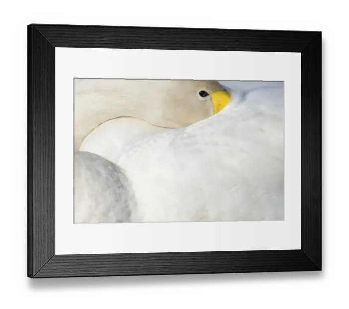 Framed Print : Whooper Swan (Cygnus cygnus) with its beak tucked under its wing. The Netherlands, June Framed Print : Whooper Swan (Cygnus cygnus) with its beak tucked under its wing. The Netherlands, June